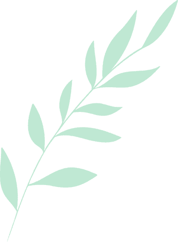 Minimalist green leaf branch on transparent background