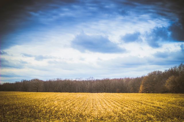 Golden Field of Corn with Expansive Sky Background - Download Free Stock Photos Pikwizard.com