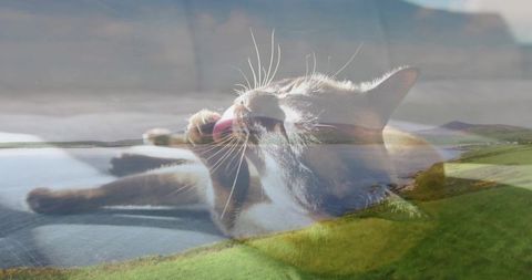 Cozy Domestic Cat Self-Care Overlooking Scenic Beauty