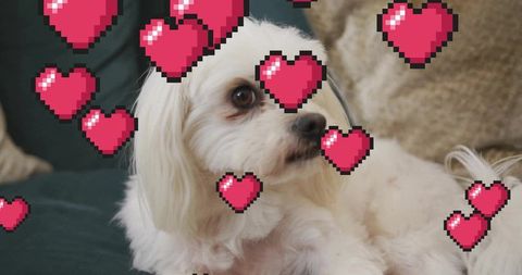 Resting small white long-haired dog looking right on green couch with pixel heart overlay