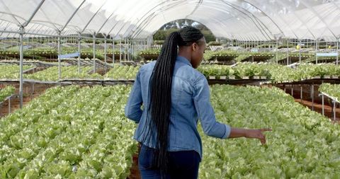 Woman inspecting hydroponic lettuce in greenhouse