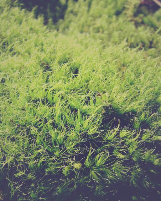 Lush green moss closely covering a surface outdoors. Ideal for backgrounds, nature-themed projects, environmental presentations, and botanical studies.