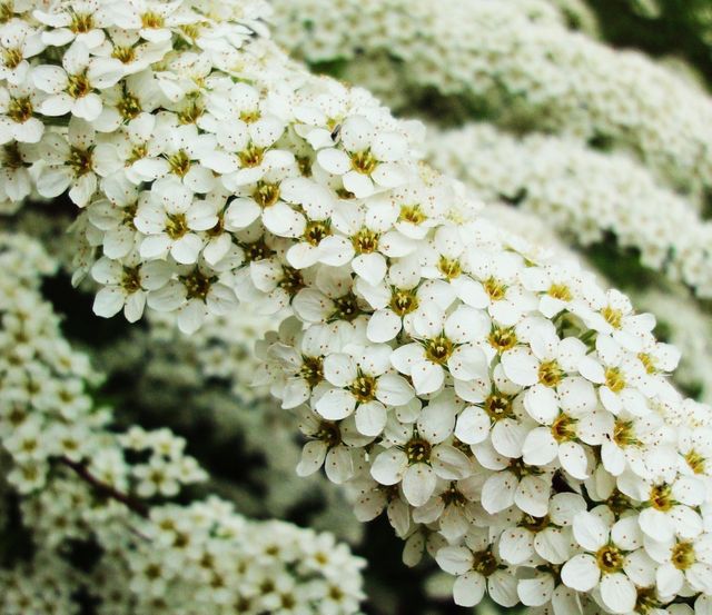 Beautiful close-up view of Spiraea flowers displaying dense clusters of white blooms. Ideal for nature-themed projects, garden design visuals, floral wallpapers, and springtime promotional materials.