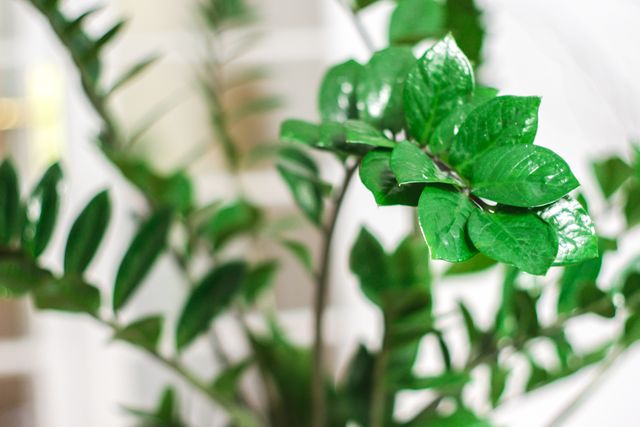 Close-up of Vibrant Green-Leafed Plant in Indoor Natural Light - Download Free Stock Photos Pikwizard.com