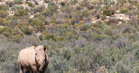 Rhinoceros Grazing in Sunlit Grassland Habitat