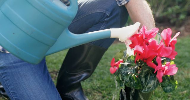 Person Watering Vibrant Pink Flowers in Garden with Blue Watering Can - Download Free Stock Images Pikwizard.com