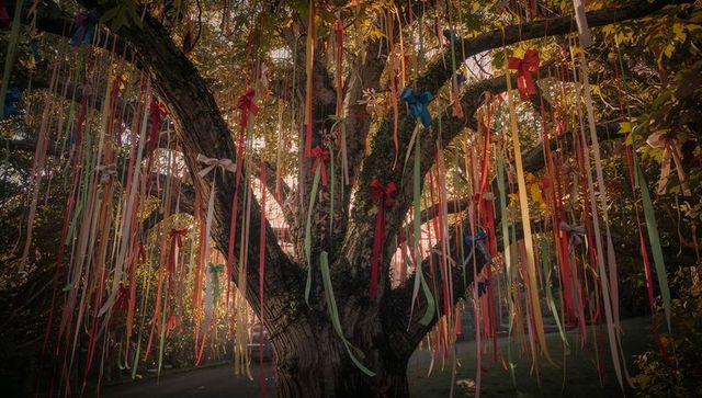 Vibrant ribbons adorning ancient tree sacred sanctuary
