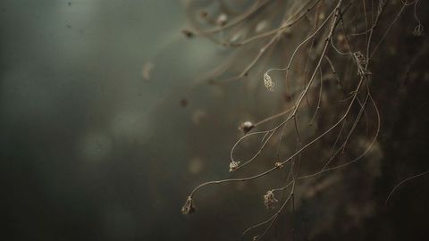Mystical twisting dried plant stems with seed pods