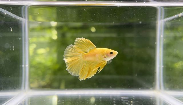 Golden betta fish swimming with flowing fins in clear glass tank, tranquil green bokeh