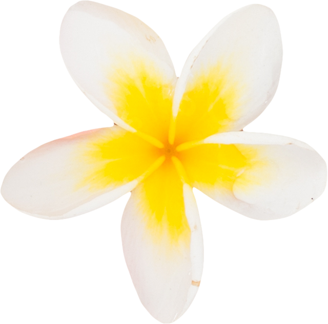 Transparent White and Yellow Tropical Plumeria Flower Isolated - Download Free Stock Videos Pikwizard.com