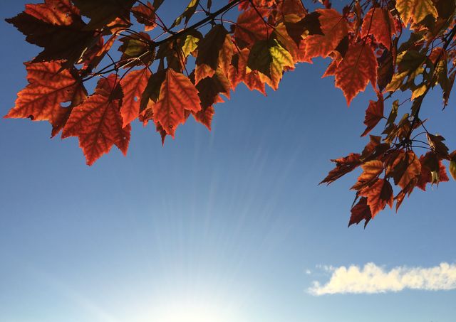 This vibrant image shows red autumn leaves backlit by the sun against a clear blue sky. Ideal for use in seasonal promotions, nature blogs, and outdoor-themed campaigns, it can evoke a sense of tranquility and natural beauty.