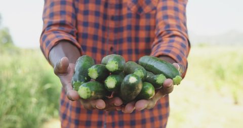 Farmer Holding Fresh Zucchinis Outdoors on Farm