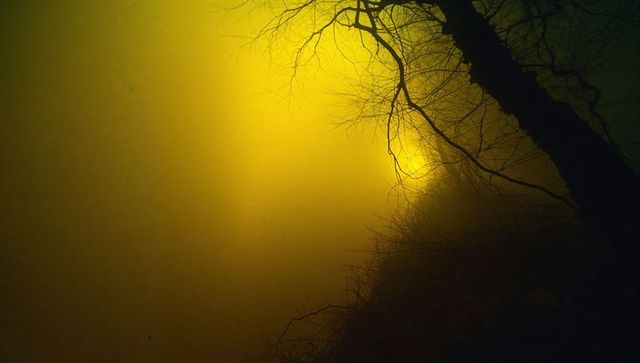 Moody sunset silhouette of leafless tree over misty landscape