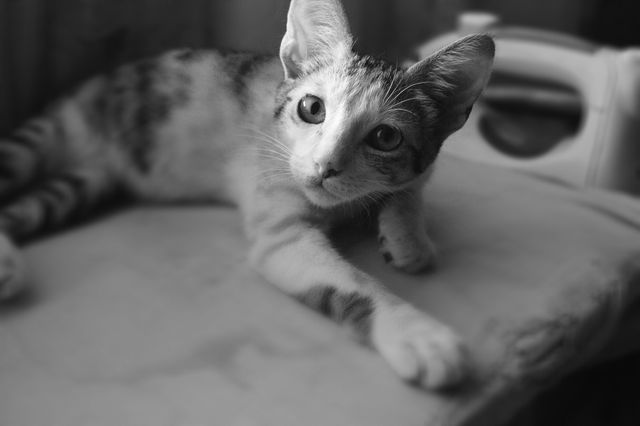 Curious Kitten Relaxing Indoors in Black and White - Download Free Stock Photos Pikwizard.com