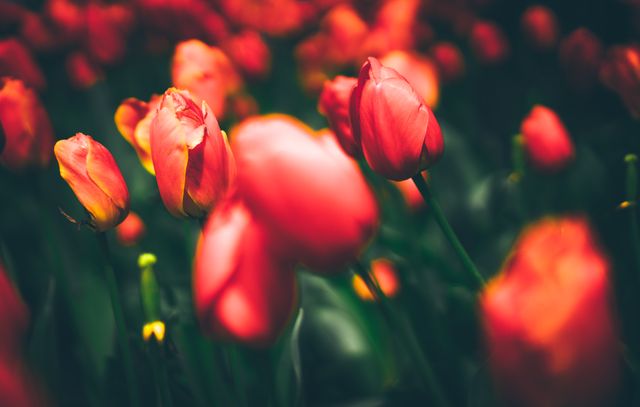 This vibrant scene captures red and orange tulips blooming in a garden. Perfect for use in springtime promotions, gardening blogs, floral catalogs, and nature-themed calendars. Can evoke feelings of joy, freshness, and natural beauty.