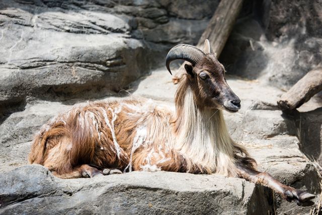Image capturing a Himalayan goat resting on rocky terrain, showcasing its long fur and curved horns. Suitable for use in wildlife conservation campaigns, educational materials about mountain fauna, and nature photography collections.
