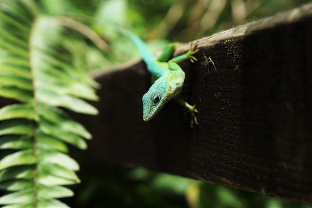 Green Lizard on Wood - Download Free Stock Photos Pikwizard.com