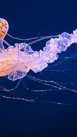 Jellyfish drifting and pulsing amber bell with bioluminescent tentacles vertical video