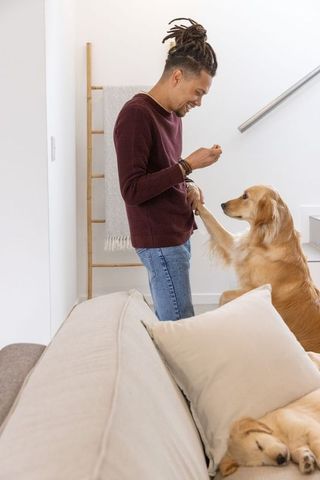 Young man training golden retriever with treat while other dog sleeping on couch