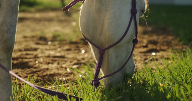 Horse Grazing Peacefully Wearing Purple Halter - Download Free Stock Images Pikwizard.com