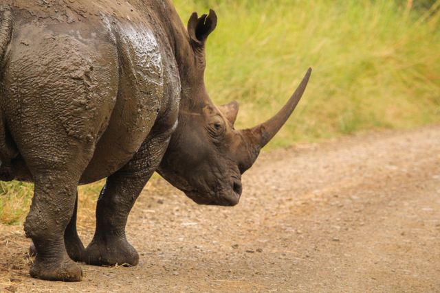 Photograph depicts an African rhinoceros walking on a dirt path surrounded by grass in its natural habitat. Ideal for use in conservation campaigns, educational materials about wildlife, and promoting nature reserve and tourism. Demonstrates the majesty and natural setting of this endangered species.