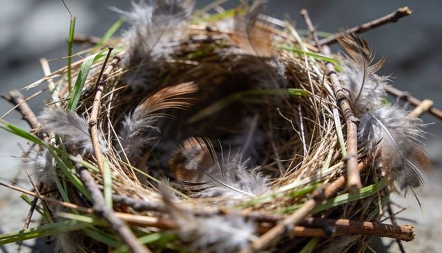 Handcrafted bird nest resting on sunlit rock with twigs, grasses and delicate feathers