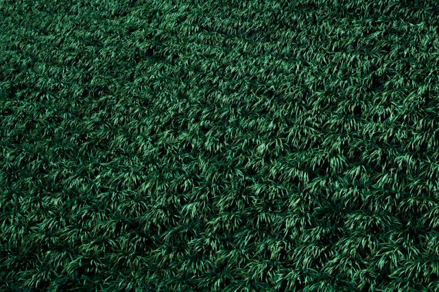 This dense, green grass texture is perfect for use in backgrounds, websites, posters, or presentations focused on nature and outdoor themes. It can be used to evoke a fresh, natural setting or as a backdrop for eco-friendly products.
