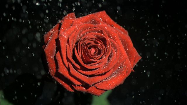 A vivid red rose being soaked by cascading water against a dark background, creating an intense visual contrast. This portrayal of nature showcases the beauty in simplicity and is perfect for use in romantic contexts, gardening publications, or features focusing on the purity and tranquility of natural elements.