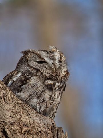 Eastern screech owl camouflaged in forest habitat