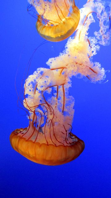 Close-up view of jellyfish with translucent bodies and flowing tentacles in clear blue water. Suitable for oceanographic studies, marine life education, aquarium advertisements, nature wallpapers, and conservation campaigns.