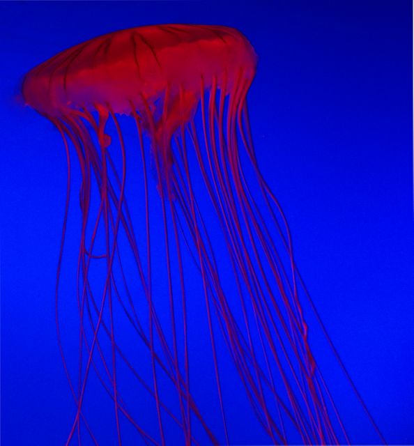 Captivating image of vibrant red jellyfish with long tentacles floating beautifully under blue ocean background. Perfect for marine biology materials, educational posters about sea life, and ocean-themed decor or artwork.