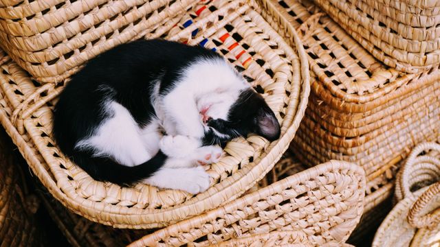 Adorable black and white kitten sleeping on stacked woven baskets, perfect for content about pets, relaxation, and cozy home environments. Great for articles or advertisements that need a touch of warmth and cuteness, especially in home decor or pet care themes.
