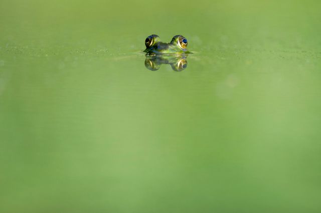 Frog eyes emerging above the calm surface of a green pond. Ideal for concepts of nature, camouflage, patience, and tranquility. Usage ideas include wildlife magazines, biology homeschooling materials, calm and serene decor, and literature focused on amphibians and wetlands.
