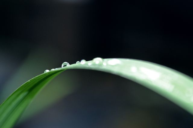 Close-up of Water Drop on Leaf - Download Free Stock Photos Pikwizard.com