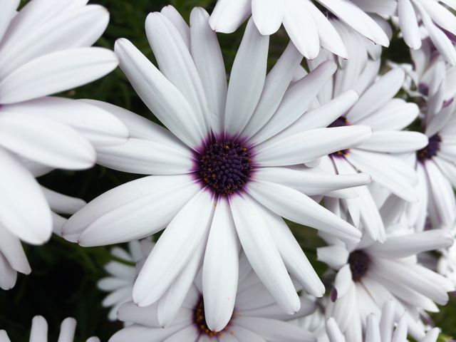 A stunning close-up image of white daisies with striking purple centers. Ideal for use in gardening websites, floral blogs, seasonal greetings, or as a decorative image for home and garden-themed content. This bright and vibrant image evokes feelings of freshness, nature, and natural beauty.