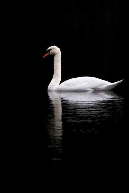 Graceful white swan floating on calm, dark water creating a serene reflection. Ideal for nature-themed artworks, wildlife conservation campaigns, and elegance-in-design blogs.