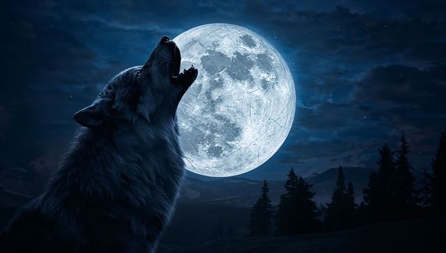 Howling gray wolf silhouette under luminescent full moon over pine ridge night wilderness