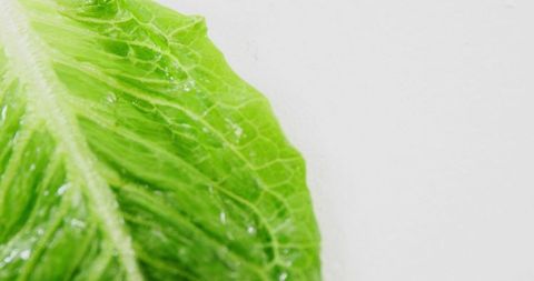 Fresh Lettuce Leaf with Water Droplets on White Background