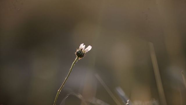 Backlit wildflower bloom on slender stem with delicate hairs and spider silk, golden meadow
