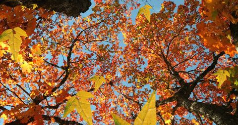 Autumn Leaves Falling Beneath Vibrant Blue Sky - Download Free Stock Images Pikwizard.com