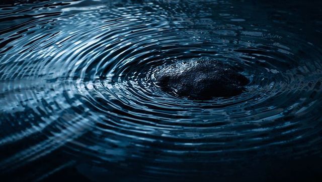 Dark rock creating concentric ripples on dusk pond with blue reflection and meditative calm