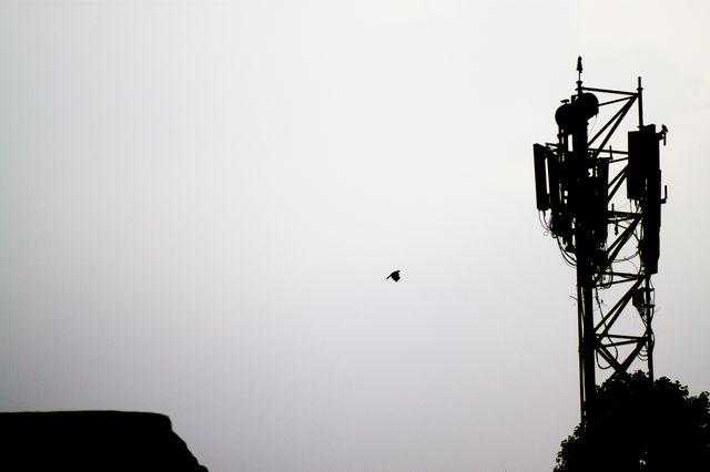 Bird Flying Near Communication Tower at Dusk - Download Free Stock Images Pikwizard.com