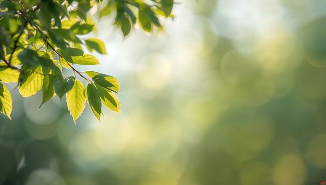 Glowing sunlit green leaves backlit on branch with soft bokeh and copy space
