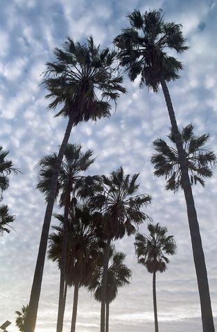 Tall Palm Trees Against Dramatic Cloudy Sky