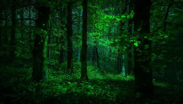 Glowing Tree Trunks Casting Green Light Through Misty Forest Canopy at Night