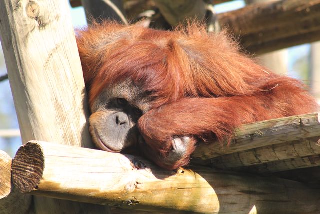 An orangutan is peacefully sleeping on wooden beams in the sunlight, showcasing natural behavior in a forest environment. This can be used for topics related to wildlife, primate studies, conservation, relaxation, and tranquility.