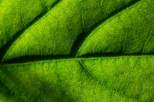 Detail of green leaf texture with prominent veins. Suitable for use in environmental topics, botanical studies, and nature-related content.