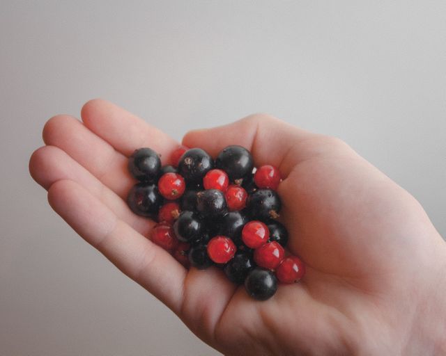 Close-up view of a hand holding fresh red and black berries, suitable for promoting healthy eating, vegan lifestyle, or organic food products. This image highlights natural, fresh produce and can be used in advertising for health blogs, food websites, and nutrition guides. It is ideal for articles related to the benefits of consuming berries, antioxidant-rich foods, and promoting natural eating habits.