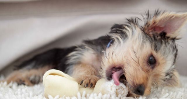 Cute yorkshire terrier puppy chewing on a bone at home in bedroom