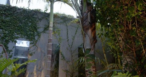 Urban Tropical Courtyard with Palm Trees and Ivy-Lined Walls